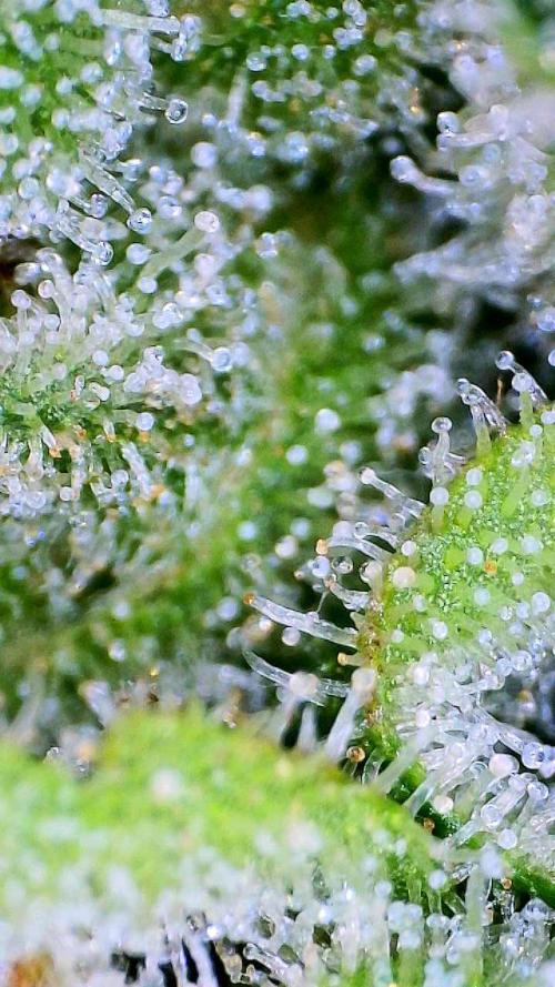 G13 Haze  2x DWC vs Soil. Week 13 - Day91