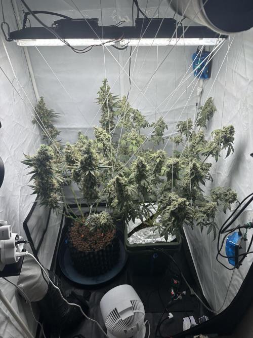 G13 Haze  2x DWC vs Soil. Week 14 - Day93