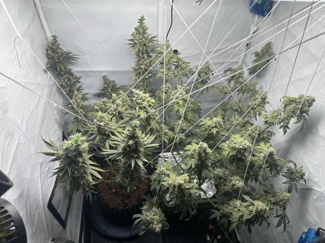 G13 Haze  2x DWC vs Soil. Week 14 - Day93