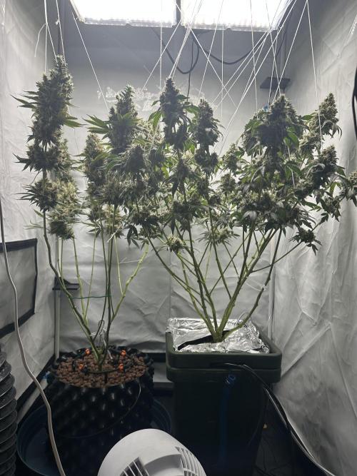 G13 Haze  2x DWC vs Soil. Week 14 - Day93