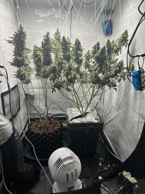 G13 Haze  2x DWC vs Soil. Week 14 - Day93