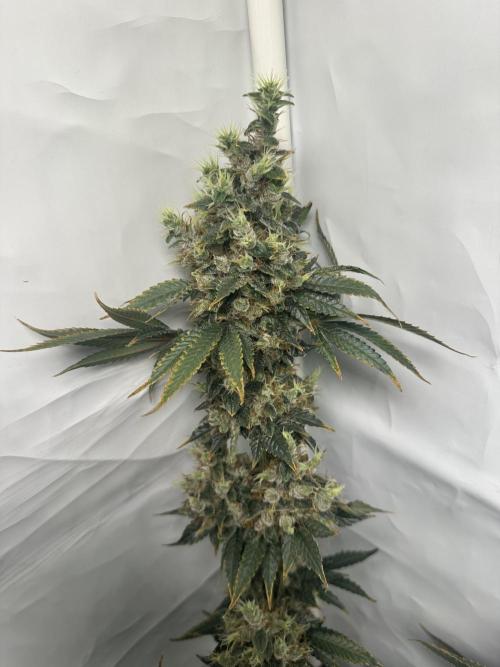 G13 Haze  2x DWC vs Soil. Week 14 - Day93