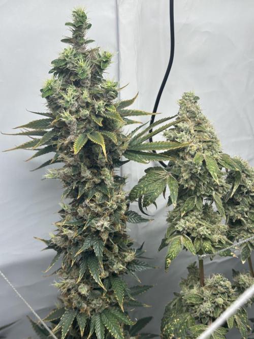 G13 Haze  2x DWC vs Soil. Week 14 - Day93