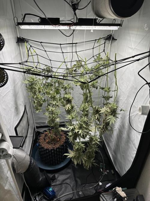 G13 Haze  2x DWC vs Soil. Week 15