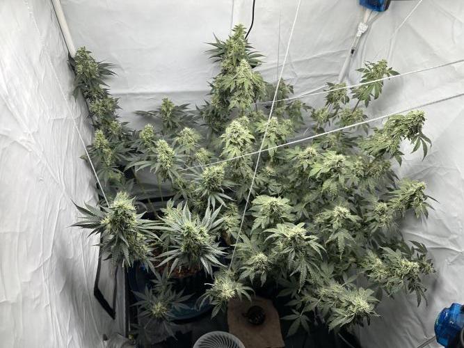 G13 Haze  2x DWC vs Soil. Week 11 - Day74