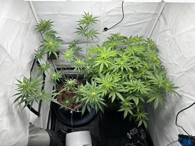 G13 Haze  2x DWC vs Soil. Week 7 - Day45