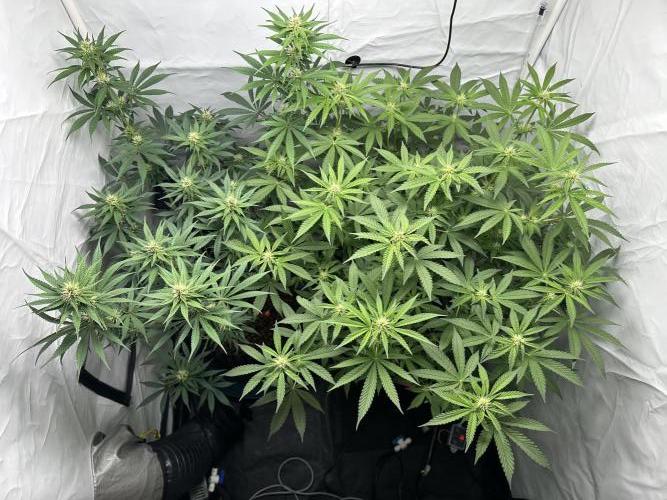 G13 Haze  2x DWC vs Soil. Week 8 - Day52