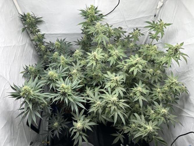 G13 Haze  2x DWC vs Soil. Week 9 - Day63