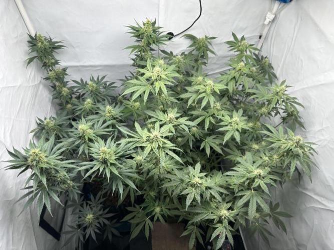 G13 Haze  2x DWC vs Soil. Week 9 - Day60