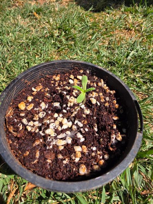 Gorilla Cookies x Tropicana Cookies. Week 0 - Moved outside while i regulate humidity inside the tent.