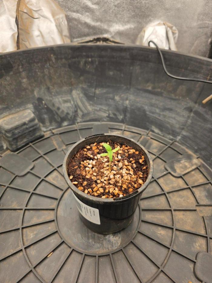 Gorilla Cookies x Tropicana Cookies. Week 1 - Slow growth outside as i waited for my humidifier to arrive.