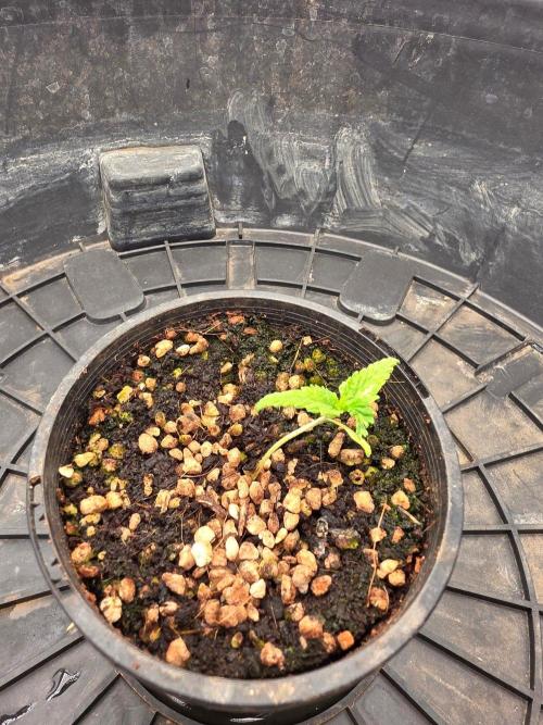 Tropicana Cookies FF. Week 2