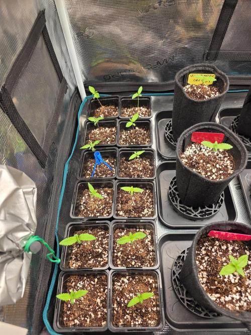 probando seeds. Week 1