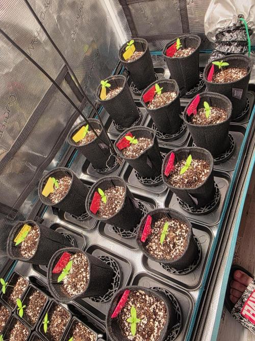 probando seeds. Week 1