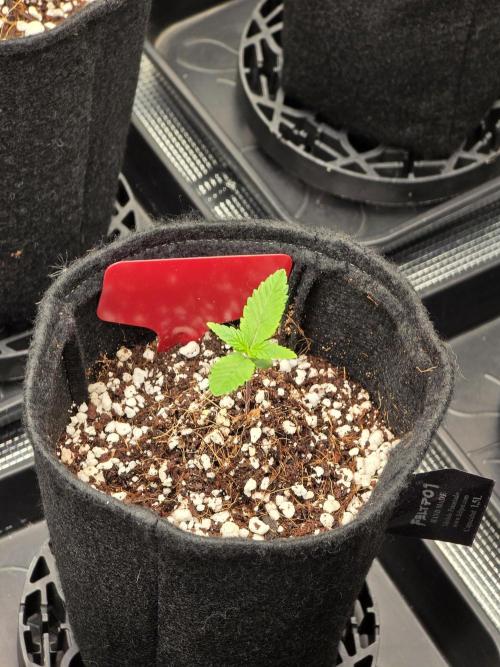 probando seeds. Week 1