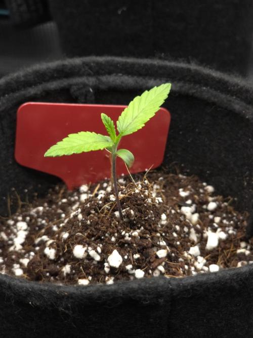 probando seeds. Week 1