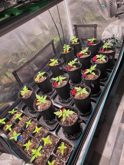 probando seeds. Week 2
