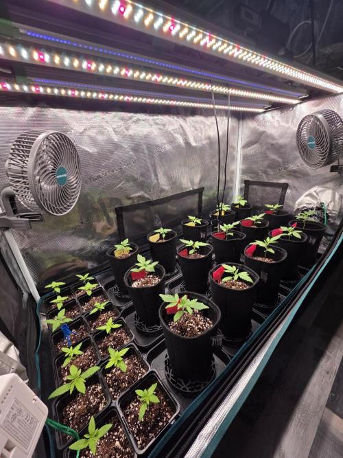 probando seeds. Week 2