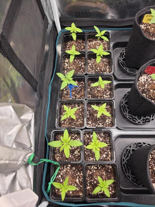 probando seeds. Week 2