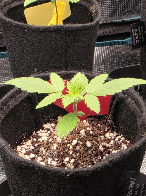 probando seeds. Week 2