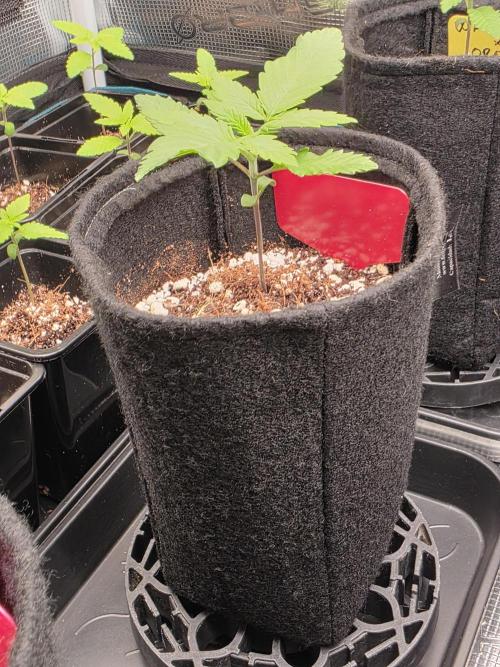 probando seeds. Week 2