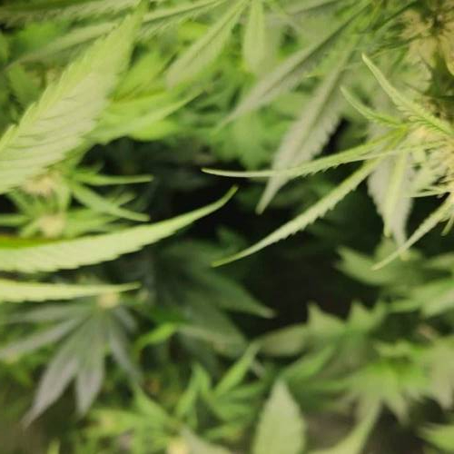 MAC Seeds Genetics 