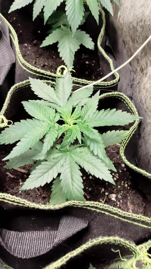 Cheese Seeds Genetics