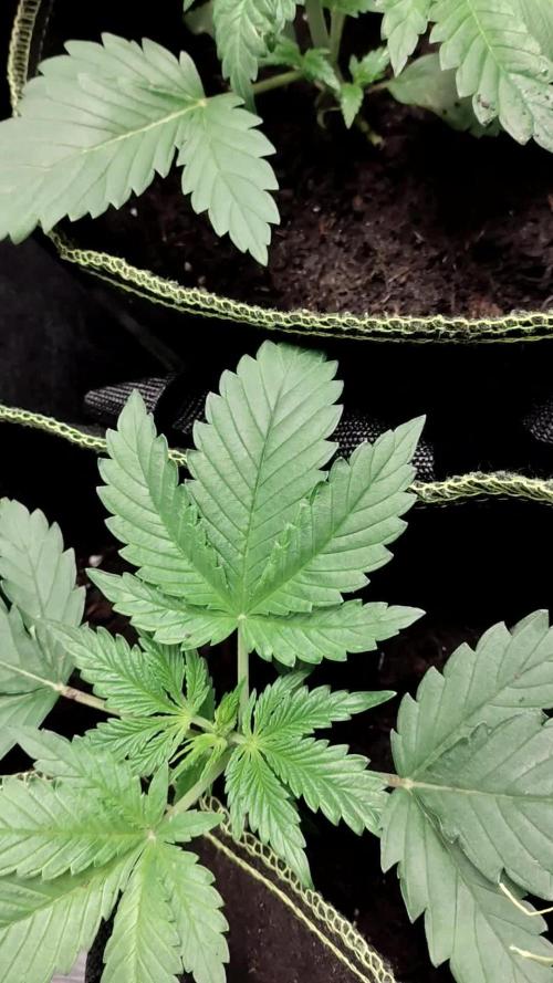 Serious happiness serious seeds