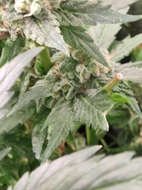 Serious happiness serious seeds