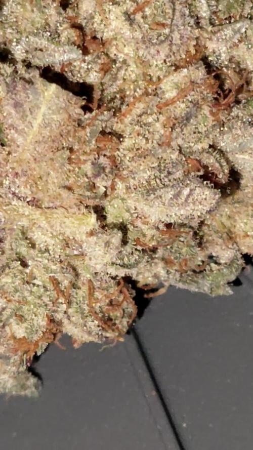💙💙 Blue Zushi Seeds Genetics