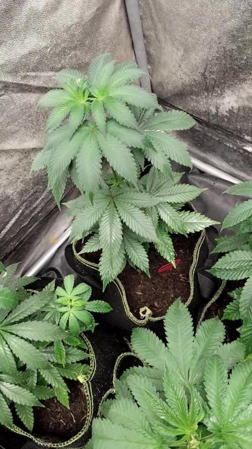 Amnesia Lemon 🍋 Kush Hy-seeds