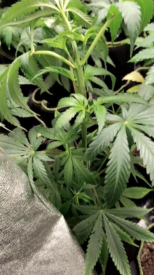 American patriot 🎁🎄🎄✅