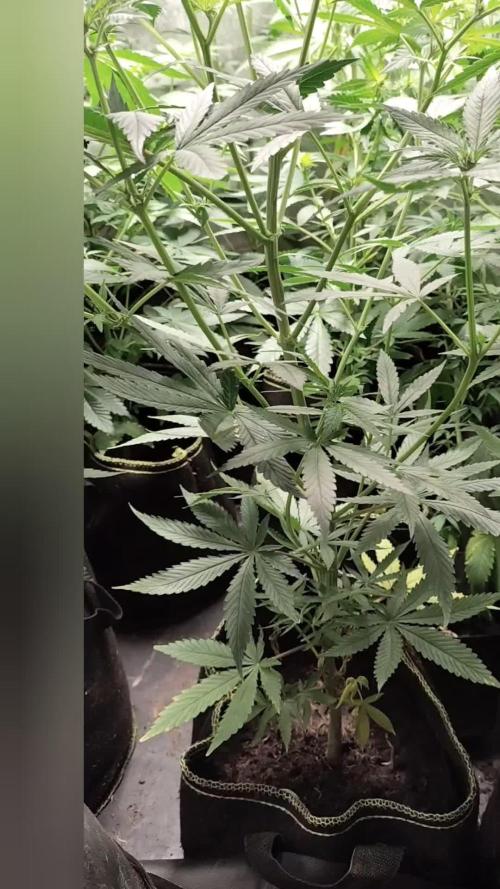 American patriot 🎁🎄🎄✅