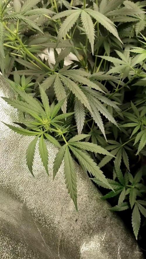 Amnesia Lemon 🍋 Kush Hy-seeds