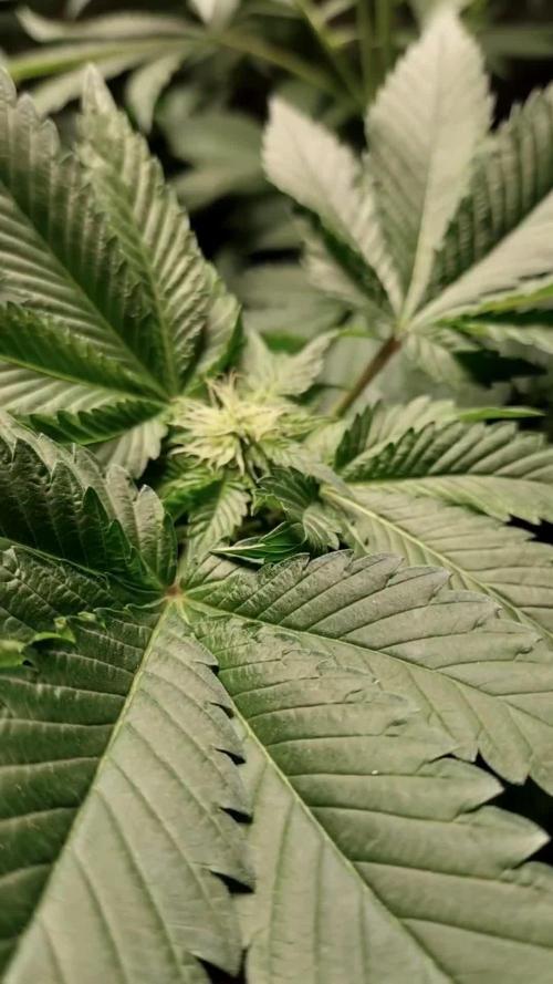 Big Amnesia Haze autoflower Hy-seeds