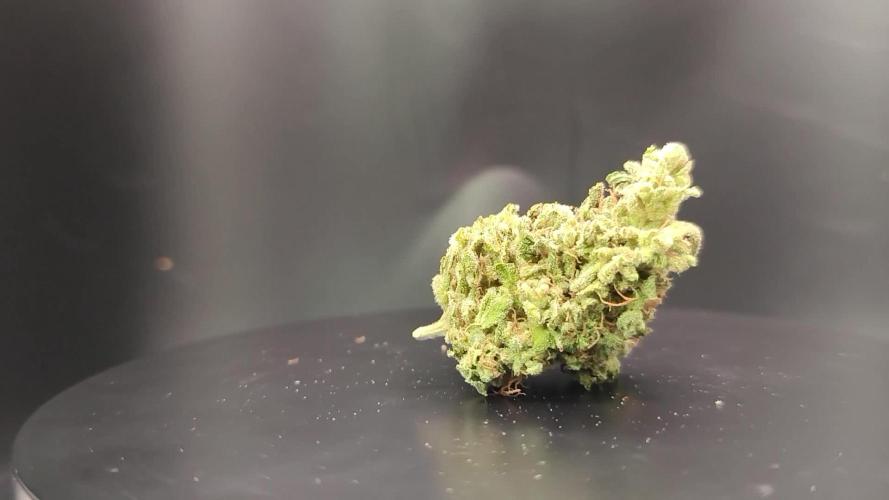 Big Amnesia Haze autoflower Hy-seeds