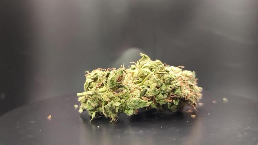 Amnesia Lemon 🍋 Kush Hy-seeds