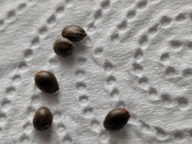 Purple Mintz 💜. Week 0