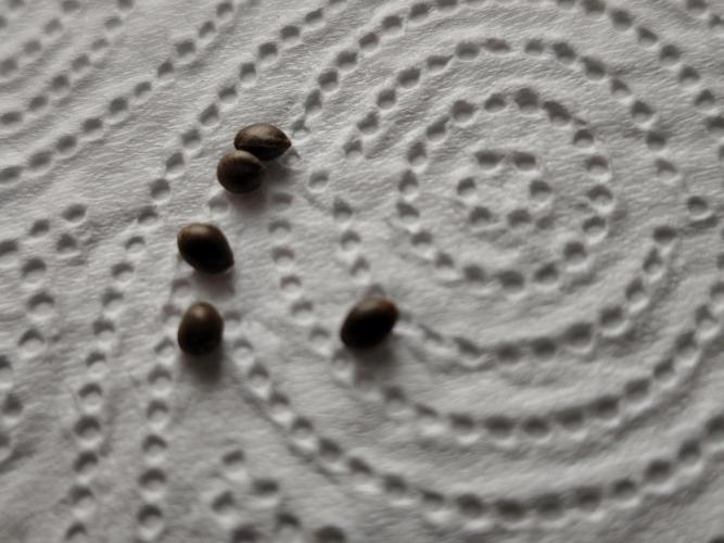 Purple Mintz 💜. Week 0