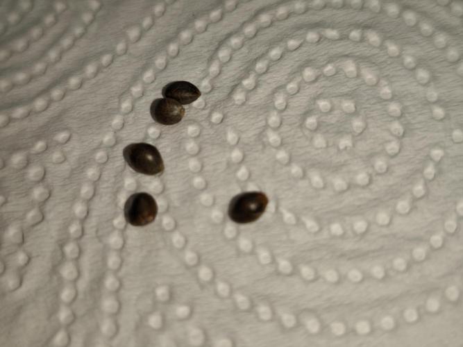 Purple Mintz 💜. Week 0