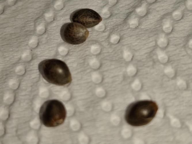 Purple Mintz 💜. Week 0