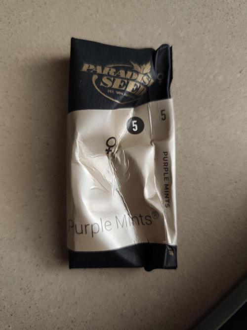 Purple Mintz 💜. Week 0