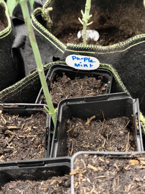 Purple Mintz 💜. Week 0