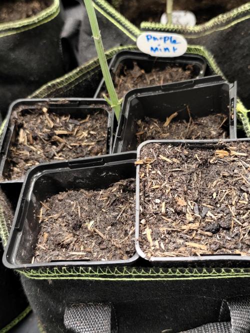 Purple Mintz 💜. Week 0