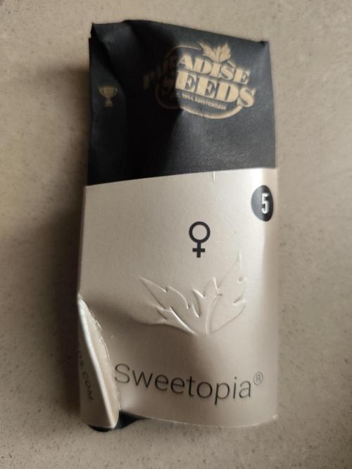 Sweetopia 🍭 paradise seeds. Week 0