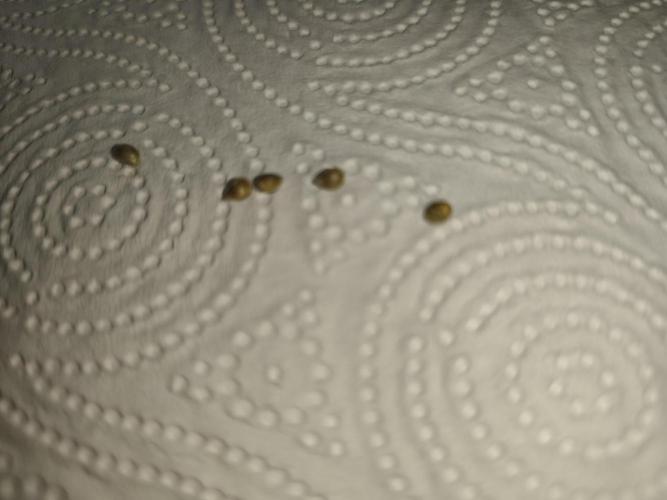 Sweetopia 🍭 paradise seeds. Week 0