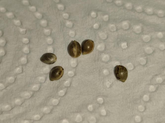 Sweetopia 🍭 paradise seeds. Week 0