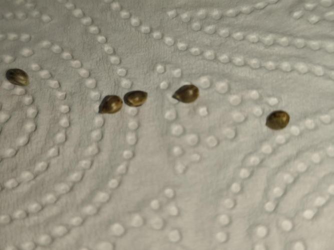 Sweetopia 🍭 paradise seeds. Week 0