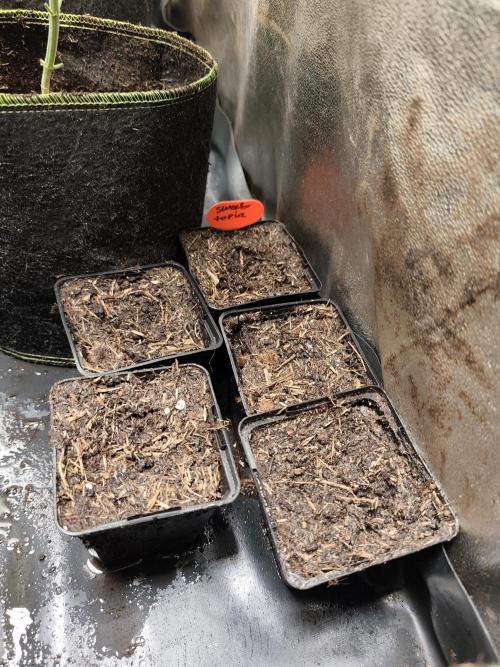 Sweetopia 🍭 paradise seeds. Week 0