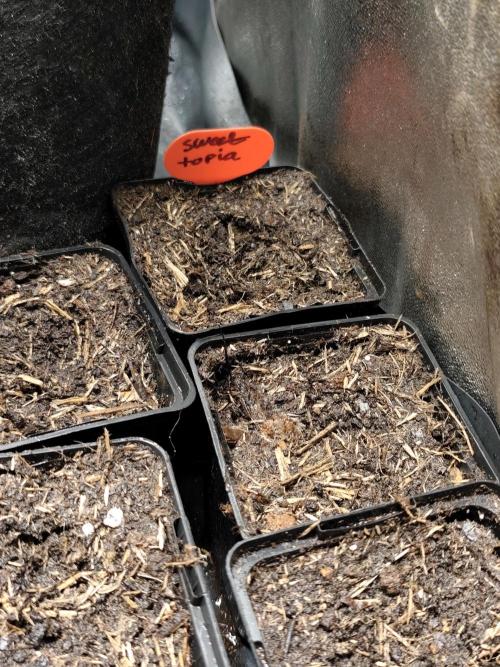 Sweetopia 🍭 paradise seeds. Week 0